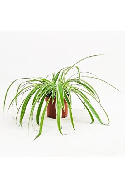 CRAPS Büyük Boy Kurdele Çiçeği Chlorophytum Comosum Variegatum