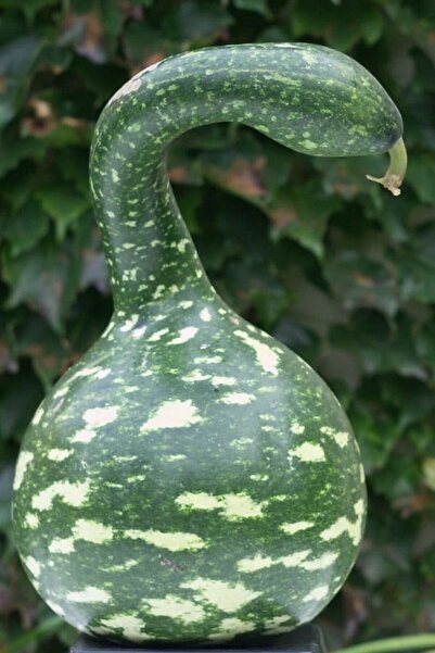 Tohum Dünyam Benekli Kuğu Su Kabağı Tohumu / 5 Adet Tohum