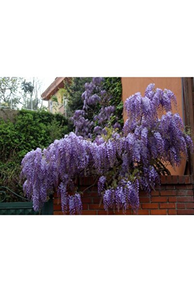 YAĞMUR BOTANİK Mor Salkım 50-70 Cm