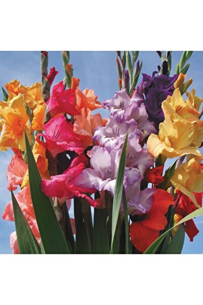 CANBOTANİK Glayör Çiçeği Için Besleyici Gübreli Tofrlu Toprak-3 Litre