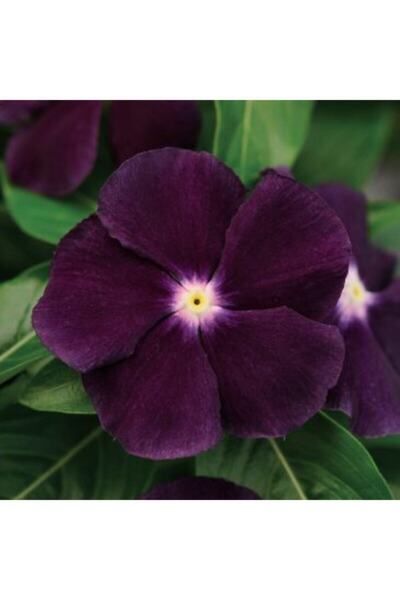 10 Adet Mor Renkli Cezayir Menekşesi Çiçek Tohumu