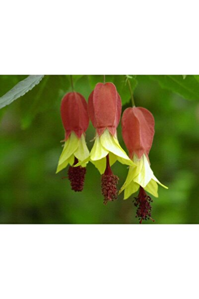 Tohum Dünyam 10 Adet Özel Renkli Abutilon Hybridum Çiçek Tohumu Ithal