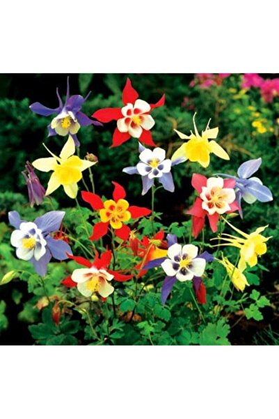 Tohum Dünyam 20 Adet Karışık Renkli Haseki Küpesi Çiçek Tohumu