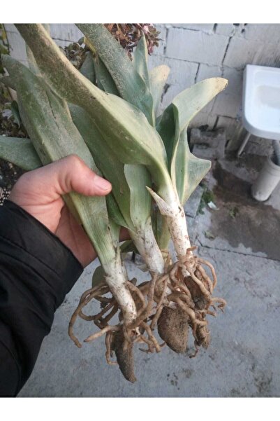 Alanyatropikal Salep Yumrusu Tohumu 30 Adet