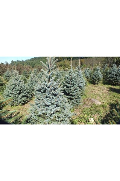 Alanyatropikal Tüplü Aşılı Hopsi Mavi Ladin Fidanı 2 Adet 40-60 Cm