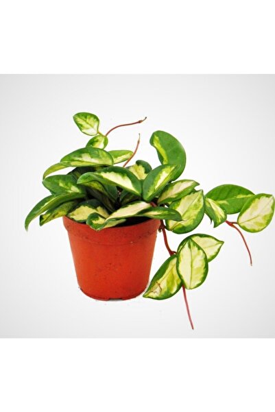 Aysima Çiçekevi Hoya mum çiçeği 12.cm Saksıda