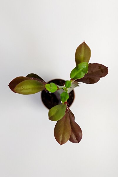 Toptan Kaktüs Euphorbia Trigona Royal Red Nadide Tür Kaktüs Özel Tür Kaktüs 5.5 cm Saksıda
