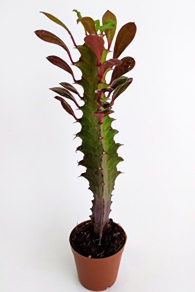Toptan Kaktüs Euphorbia Trigona Royal Red Nadide Tür Kaktüs Özel Tür Kaktüs 5.5 cm Saksıda