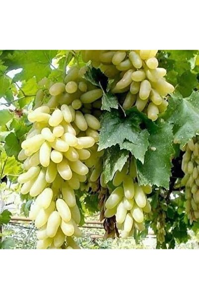 fide marketim 1 Adet Açık Kök Beyaz Hatun Parmagı Üzüm Fidanı 1,5 Yaş Aşılı
