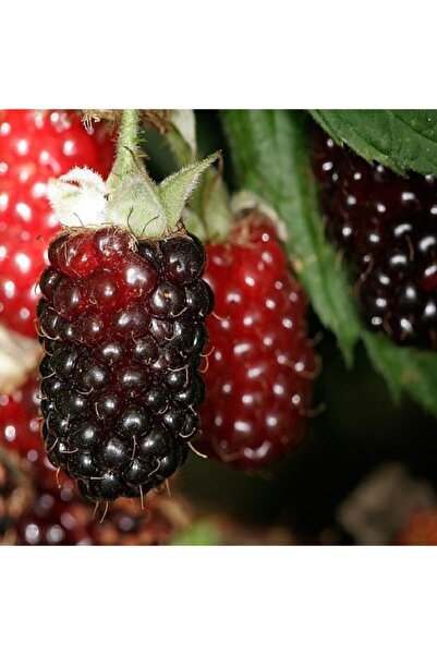 Bitki Dizayn Tüplü Iri Meyveli Bonsenberry Böğürtlen Fidanı