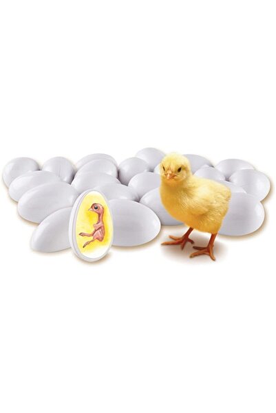 Learning Resources Life Cycle of Chick