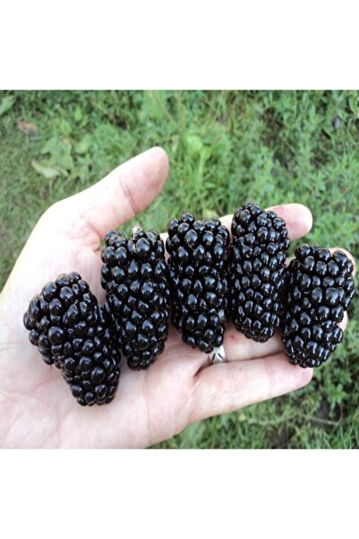 Bitki Dizayn Tüplü Kaliteli Iri Meyveli Jumbo Böğürtlen Fidanı