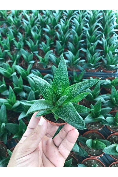 EGZOTİKBAHÇE Haworthia Royal Princes 5,5cm Özel Tür Sukulent