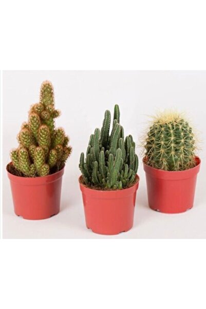 EGZOTİKBAHÇE Büyük Boy 3'lü Kaktüs Set 8,5cm Saksıda