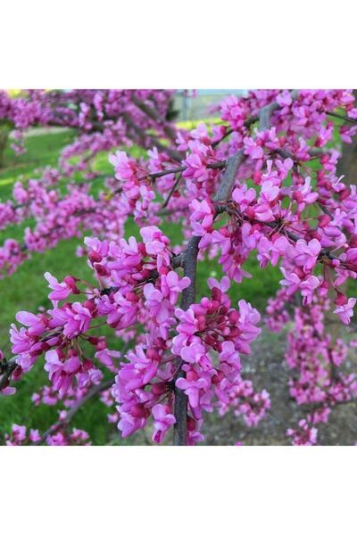 Bitki Dizayn Tüplü Cezbedici Kokulu Erguvan Ağacı Fidanı (60-100 Cm)