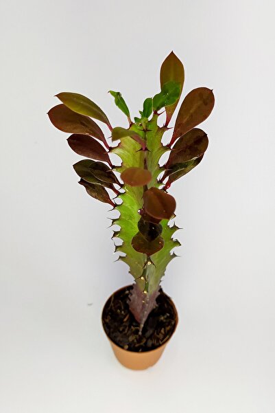 Toptan Kaktüs Euphorbia Trigona Royal Red Nadide Tür Kaktüs Özel Tür Kaktüs 5.5 cm Saksıda