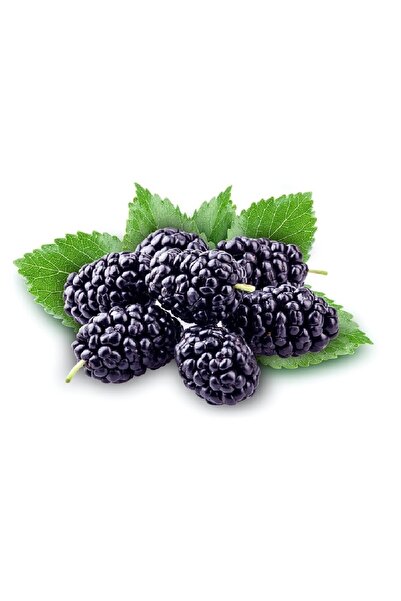 myshop Kara Dut Kurusu