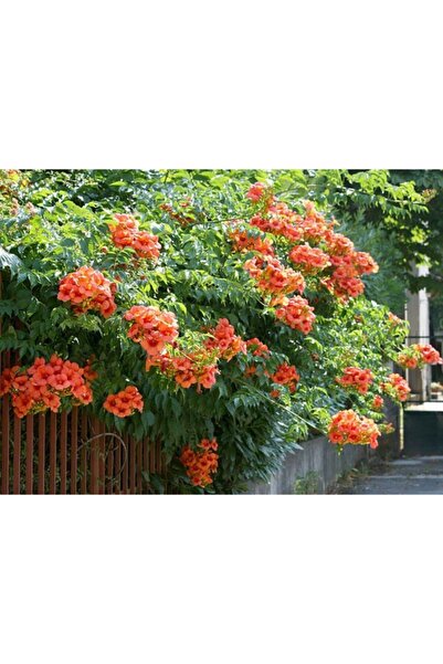 YAĞMUR BOTANİK Acem Borusu Sarmaşığı 70 cm Saksılı
