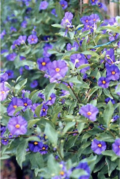 YAĞMUR BOTANİK Mavi Çalı Bitkisi Saksılı 80 cm