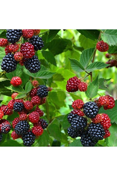 Bitki Dizayn Tüplü Verimli Bursa-3 Böğürtlen Fidanı