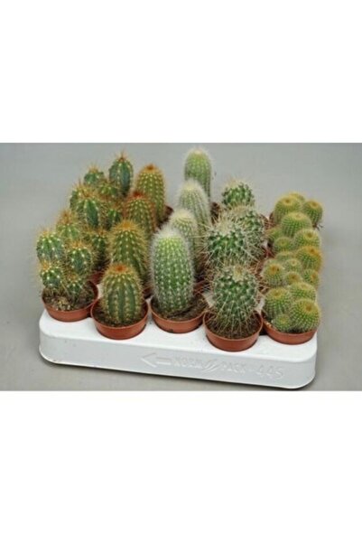 EGZOTİKBAHÇE Kaktüs 5'li Set 5,5 cm