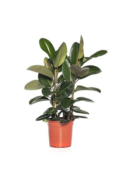 serada decor & plant Kauçuk 2 Li - Ev Ofis Çiçeği