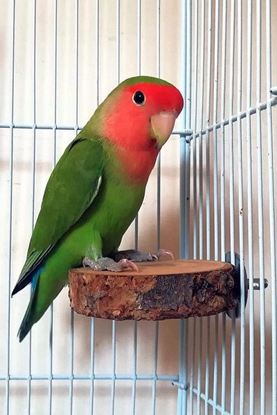 Alyones 2 Pack Natural Wooden Round Platform Stand for Parrots & Budgies
