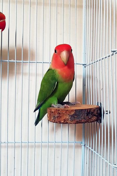 Alyones 2 Pack Natural Wooden Round Platform Stand for Parrots & Budgies