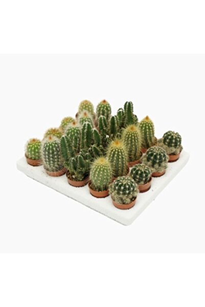 EGZOTİKBAHÇE Kaktüs 5'li Set 5,5cm