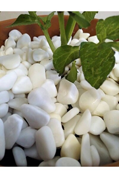 Lateksya Beyaz Dolomit Taşı(10 KG, 1-2 CM) Dekoratif Çakıl Taşı Bahçe Akvaryu...