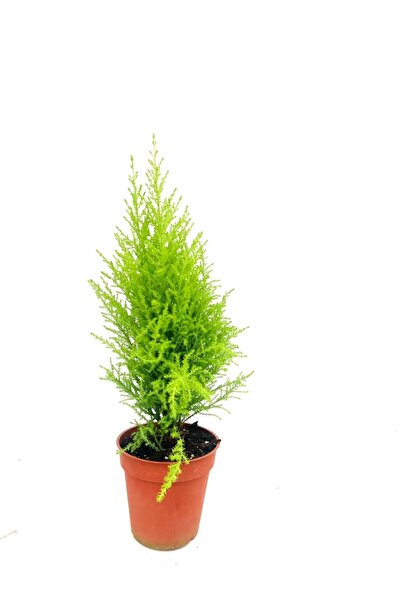 Cupresus, Lemon Serving Mini 45 - 50 cm