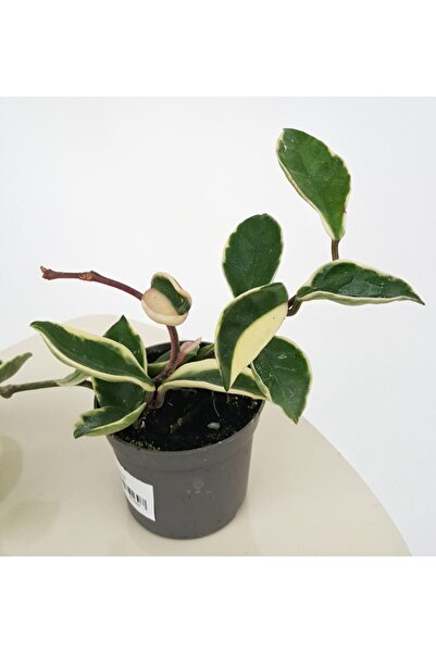 Hilal Garden Hoya Carnosa Krimson Queen Alacalı Mum Çiçeği