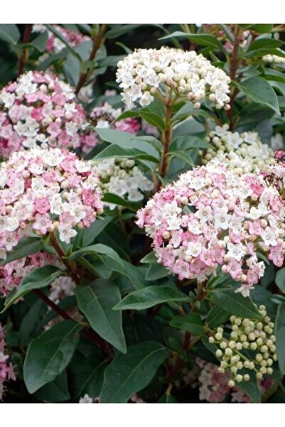YAĞMUR BOTANİK Kartopu Vilburnum Tinus Tüplü 50-60 Cm