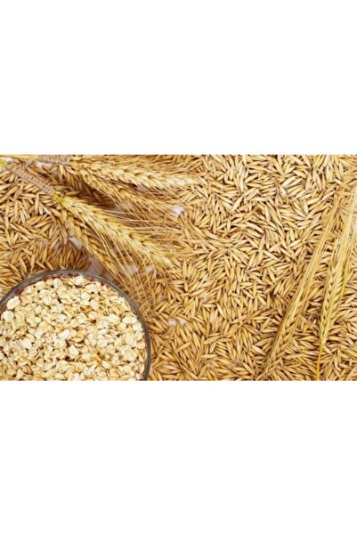 Asenya Yulaf Tohumu 3 Kg Ilaçsız Yulaf Tohumu Doğal Yulaf Tohumu Yemlik Yulaf