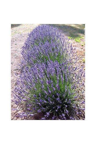 Genel Markalar 5 Adet Açık Kök Yoğun Kokulu Aromatik Lavanta Fidanı