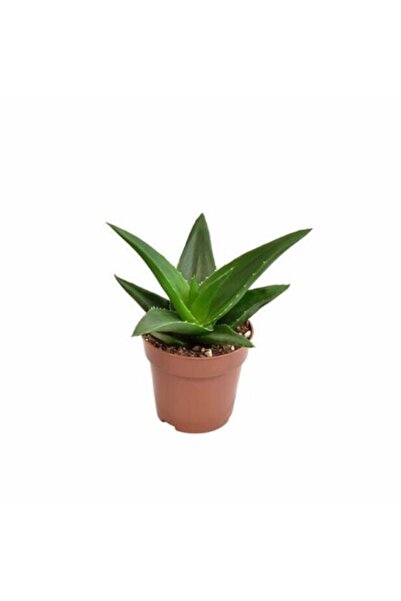 EGZOTİKBAHÇE Büyük Boy Aloe Black Gem 8,5 Cm