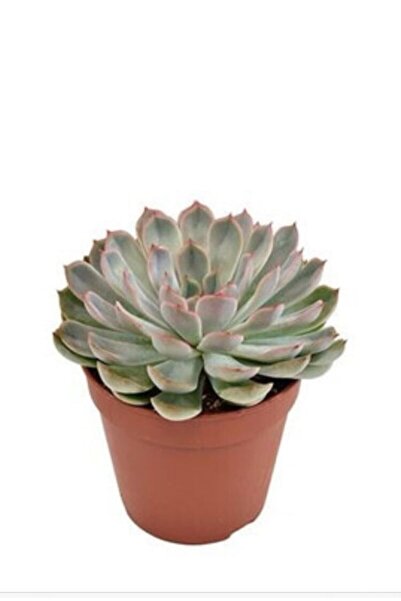 EGZOTİKBAHÇE Echeveria Pulidonis 5,5cm Özel Sukulent