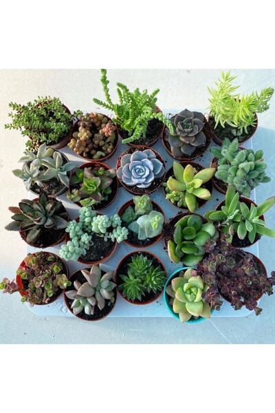 EGZOTİKBAHÇE Harika Kaktüs Sukulent 20'li Mix Set
