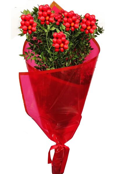 cicekgonder Yılbaşı Çiçeği Kokina Canlı Taze