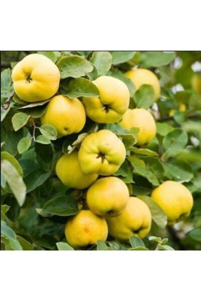 Fidan & Peyzaj - Eşme Ayva Fidanı (150 Cm. Boy / Açık Köklü)