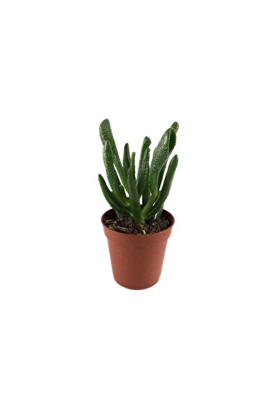 Betonish Crassula Ovata 'Golum' (Sukulent)