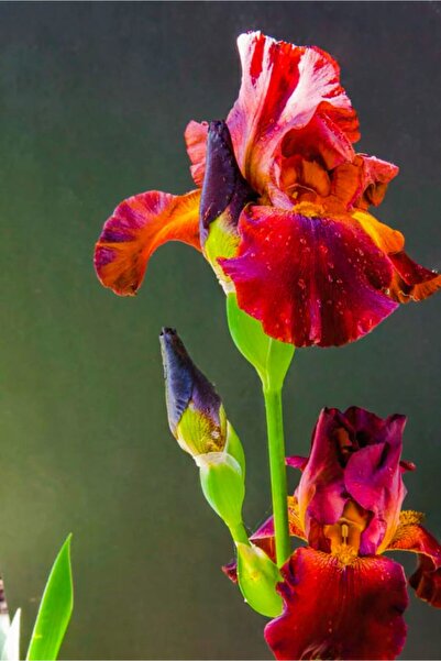 LOBELYA TOHUMCULUK 2 Adet Kırmızı-sarı Renkli Süsen Çiçeği Soğanı Kokulu