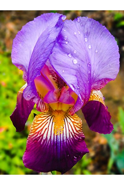 LOBELYA TOHUMCULUK 2 Adet Üç Renkli Damarlı Süsen Çiçeği Soğanı Kokulu