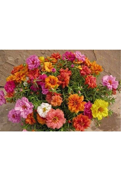 Tohum Dünyam Ipek Şelaki Kedi Tırnağı Çiçeği Tohumu 10 12 Adet