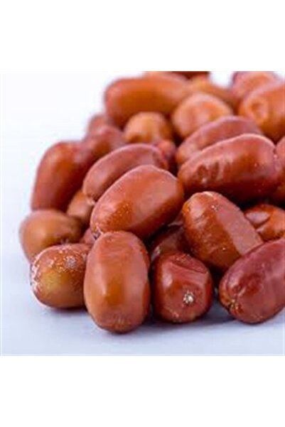 Fidan & Peyzaj - Sultani Iğde Fidanı (150 Cm.boy / Açık Köklü)