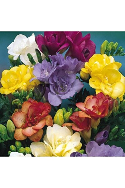 LOBELYA TOHUMCULUK 5 Adet Soft Karışık Renkli Katmerli Frezya Çiçeği Soğanı K...