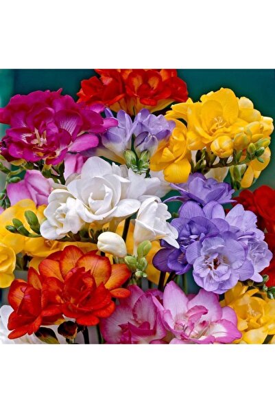 LOBELYA TOHUMCULUK 5 Adet Karışık Renkli Katmerli Frezya Çiçeği Soğanı Kokulu