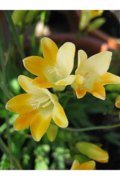 LOBELYA TOHUMCULUK 4 Adet Beyaz-sarı Renkli Frezya Çiçeği Soğanı Kokulu