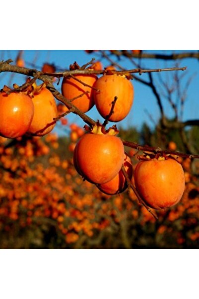 Fidan & Peyzaj - Hachiya Trabzon Hurması Fidanı (120 Cm. Boy ( Açık Köklü)