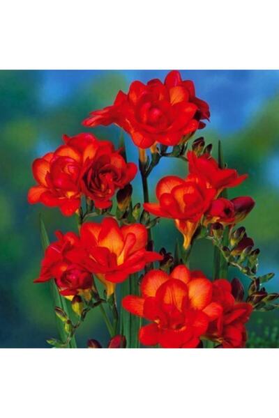 LOBELYA TOHUMCULUK 4 Adet Double Kırmızı Renkli Frezya Çiçeği Soğanı Kokulu